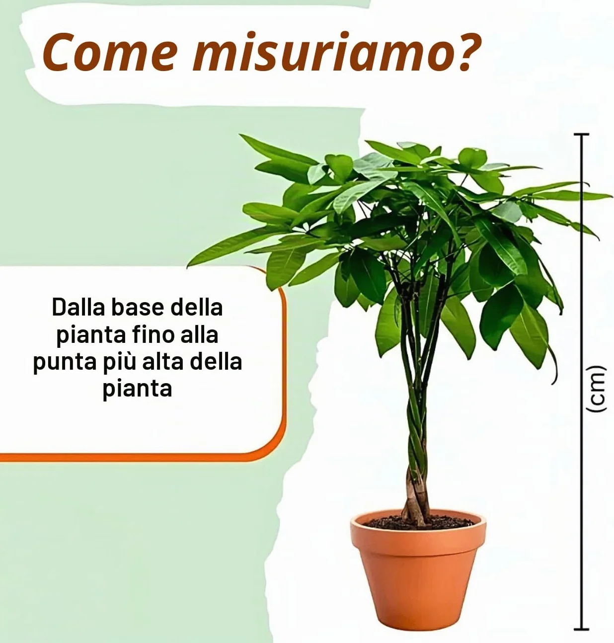 Set di 3 piante "erba gatta", +/- 20 – 30 cm, vaso dal diametro 10 – 15 cm, 3x erba gatta per casa e ufficio, atossica e adatta agli animali, qualità dal professionista delle piante, spedizione rapida