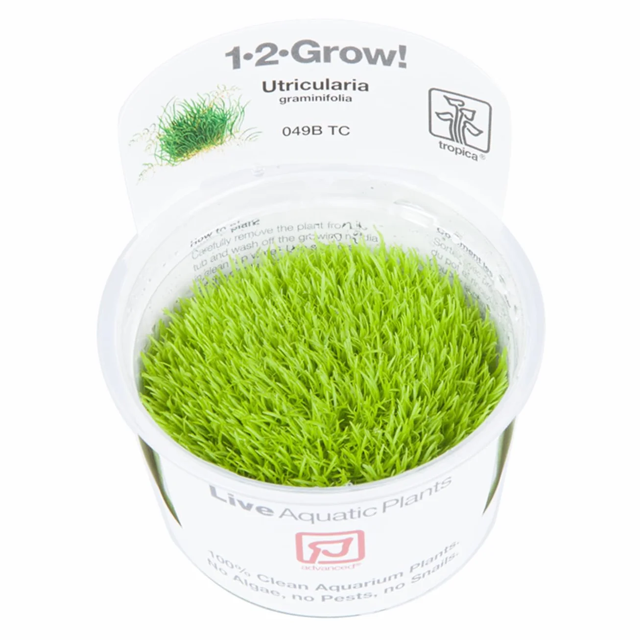 Tropica Utricularia graminifolia Live Aquarium Plant In Vitro Tissue Culture 1-2-Grow!