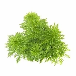 DENNERLE LIMNOPHILA SESSIFLORA