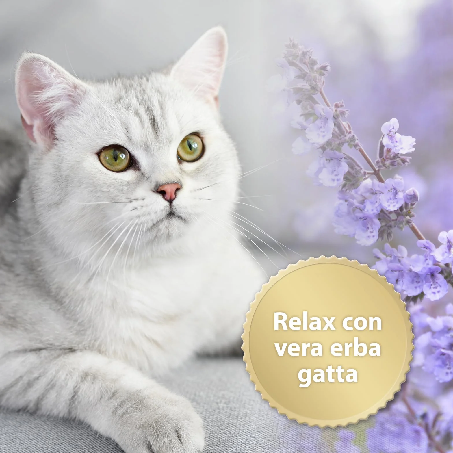 Felisept Home Comfort Spray Calmante Per L'Ambiente 100 ml - Con erba gatta naturale senza feromoni gatto - Benessere E Relax Per Il Gatto - Spray calmante gatto - Tranquillanti gatto
