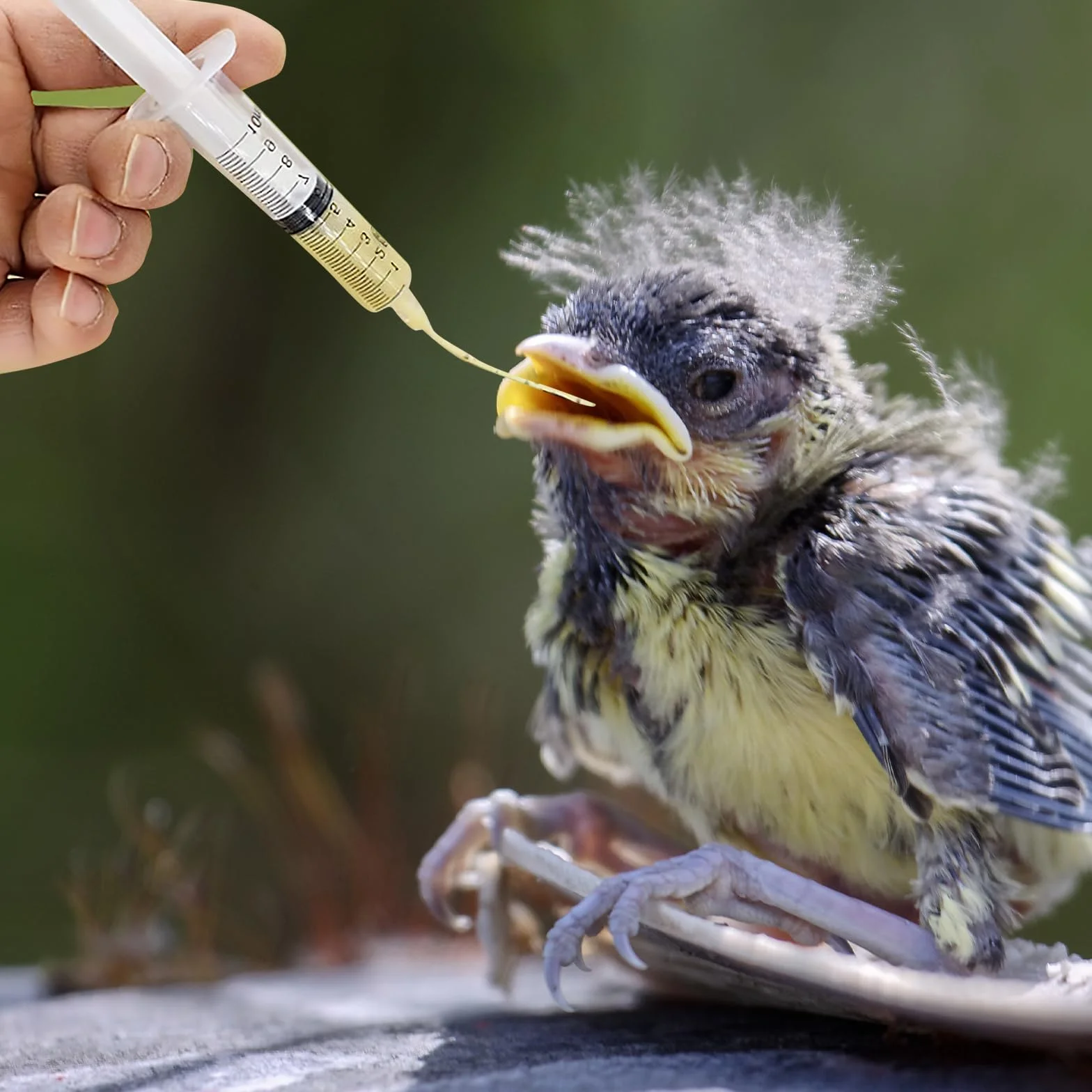 Siringa con tubo, set di mangiatoia per uccelli giovani, siringa da 10 ml con 10 pezzi di tubo, accessori per piccioni, siringhe per fornitura di uccelli baby pappagalli, strumento per alimentazione