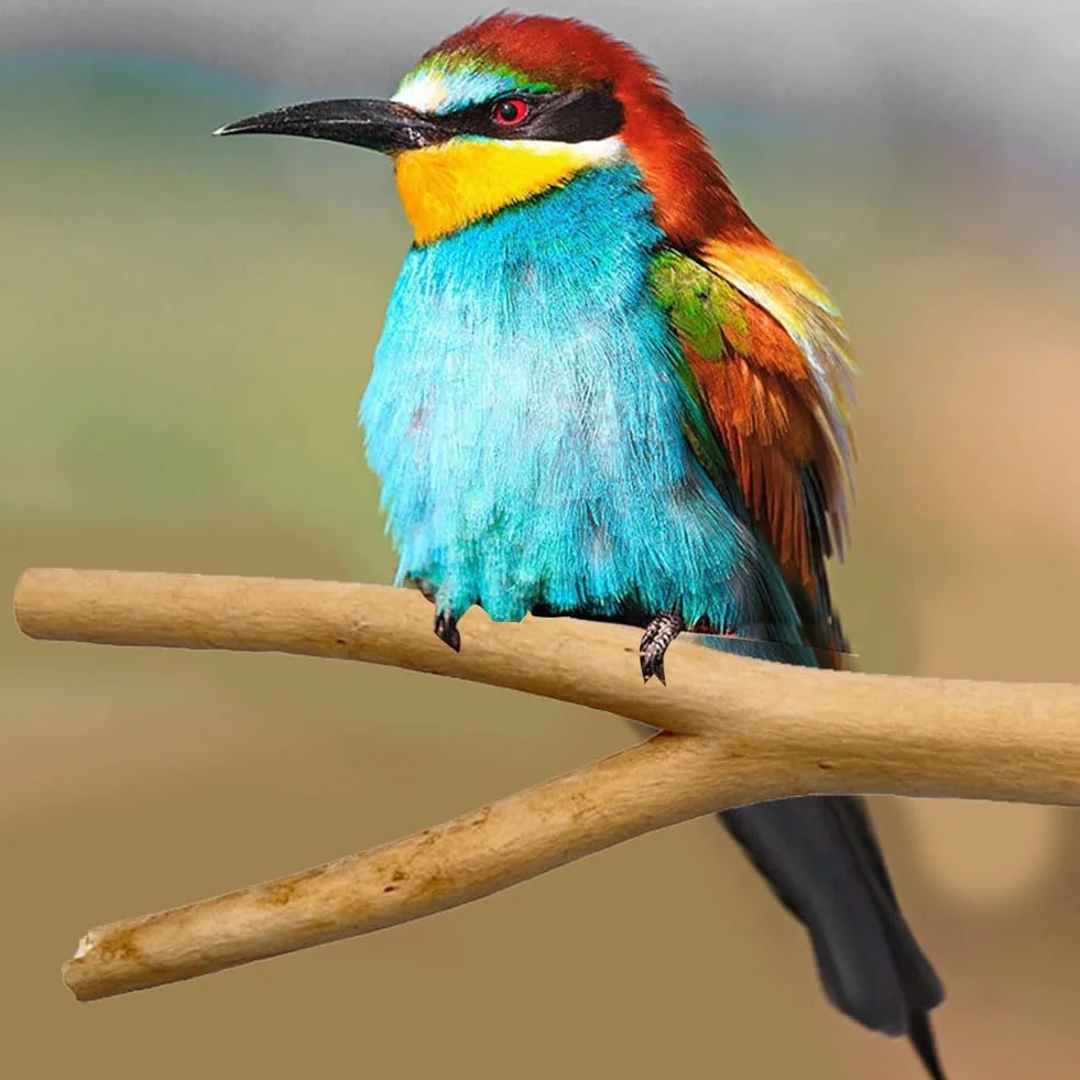 Posatoi per Uccelli, Posatoi per Pappagalli, Posatoi in Legno, 4 Pezzi Legno Natural per Parrot, Legno di Pappagallo, Adatto per Fringuelli, Canarini, Pappagalli, Calopsitte, Parrocchetti