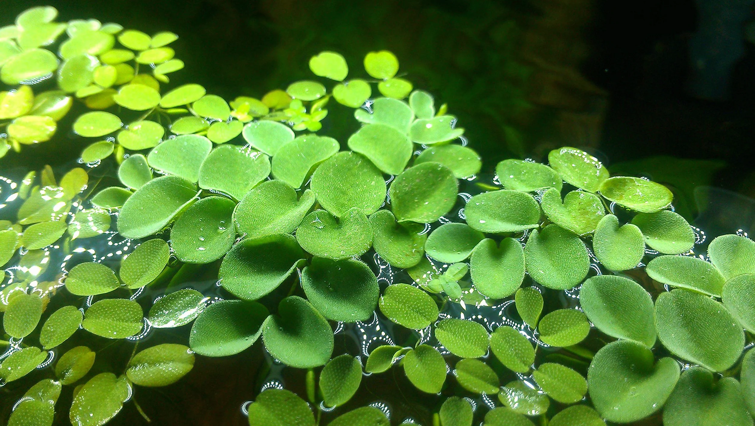 Salvinia auriculata / Salvinia natans - Porzione da 10 Piante flottanti vive per Acquario - pianta vivente per acquario
