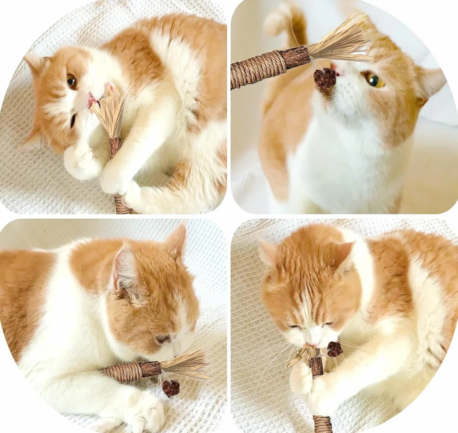 Simsky 6 Pezzi Bastoncini Erba Gatta per Gatti, Bastoncini Cura Denti per Gatti, Bastoncini di Erba Gatta Naturale di Giocattoli per la Cura Dentale, Bastoncini per il Gatto Contro l'alito Cattivo