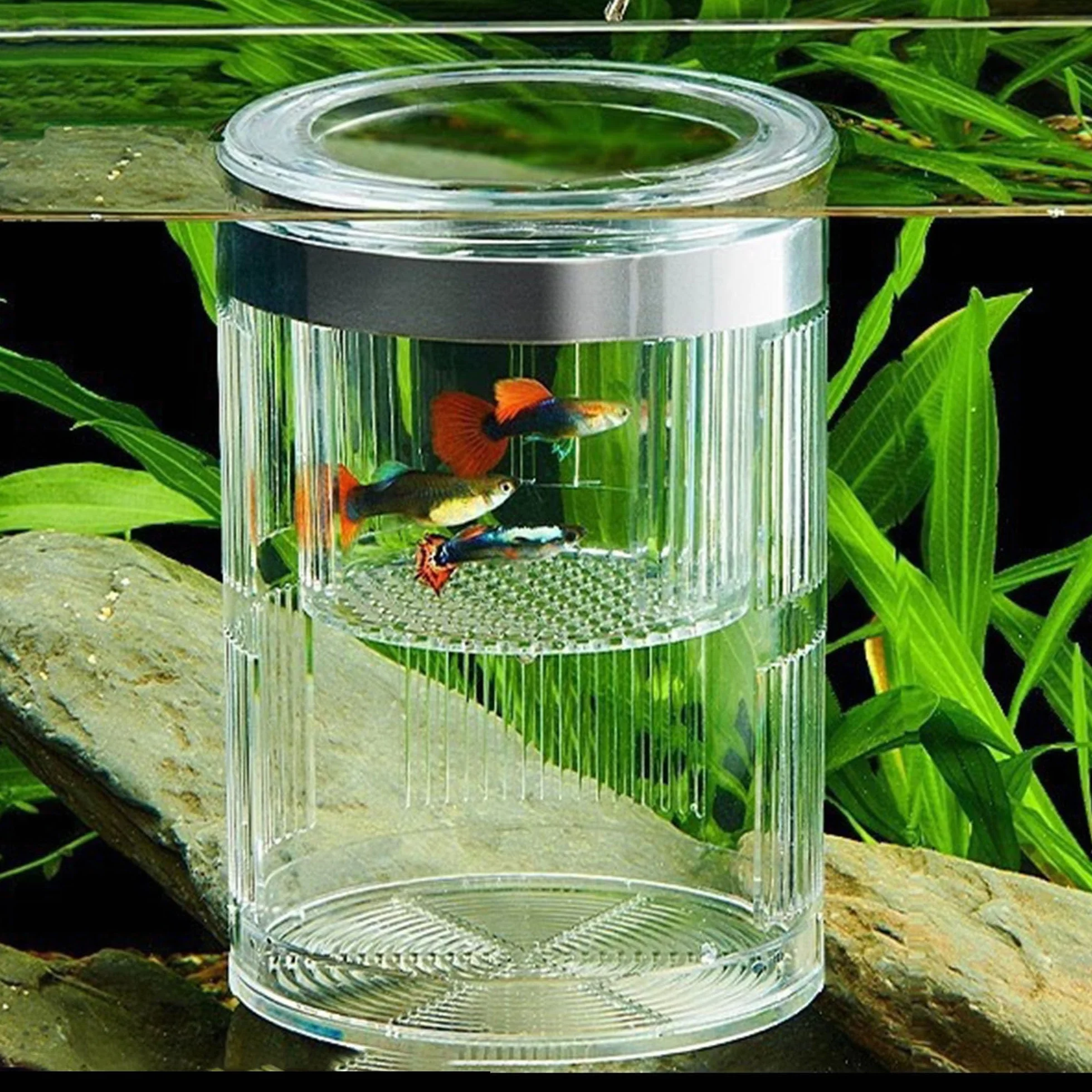 Cilindrico Contenitore Per Allevamento Pesci Per Acquario, Incubatore Galleggiante In Plastica, Serbatoio Di Pesce Allevamento Scatola, Con Ventose, Per Gamberetti, Aggressivi Feriti