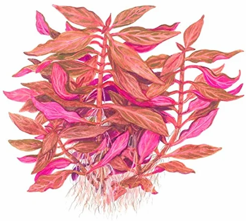 Alternanthera reineckii Rosanervig - x1 Mazzo - - Pianta Acquario Vivo