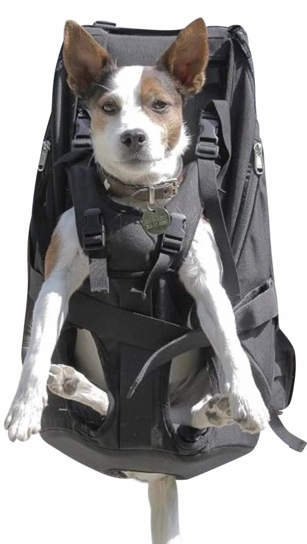 Zaino per Cani Borsa da Trasporto per Cani 7-16kg