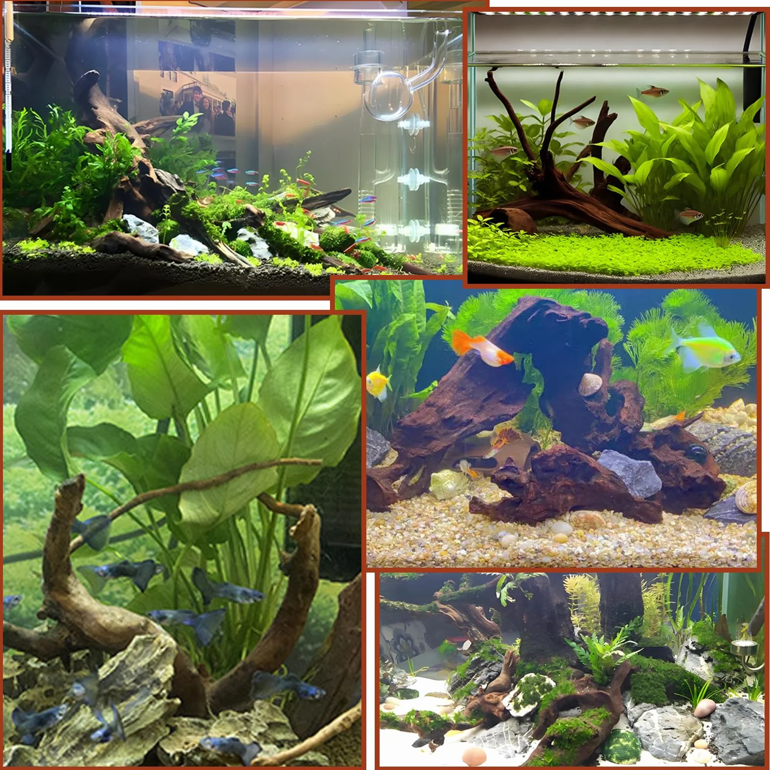4 Pezzi Legno Acquario Piccolo Soprammobile Legno Galleggiante per Acquario 8-15 CM Decorazioni Acquario Acqua Dolce Decorazione per Acquariologia Rettili Decorazione D'interni