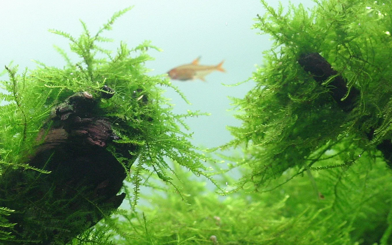 Tropica - Taxiphyllum barbieri 1-2 Grow (Java Moss) - Piante d'acquario