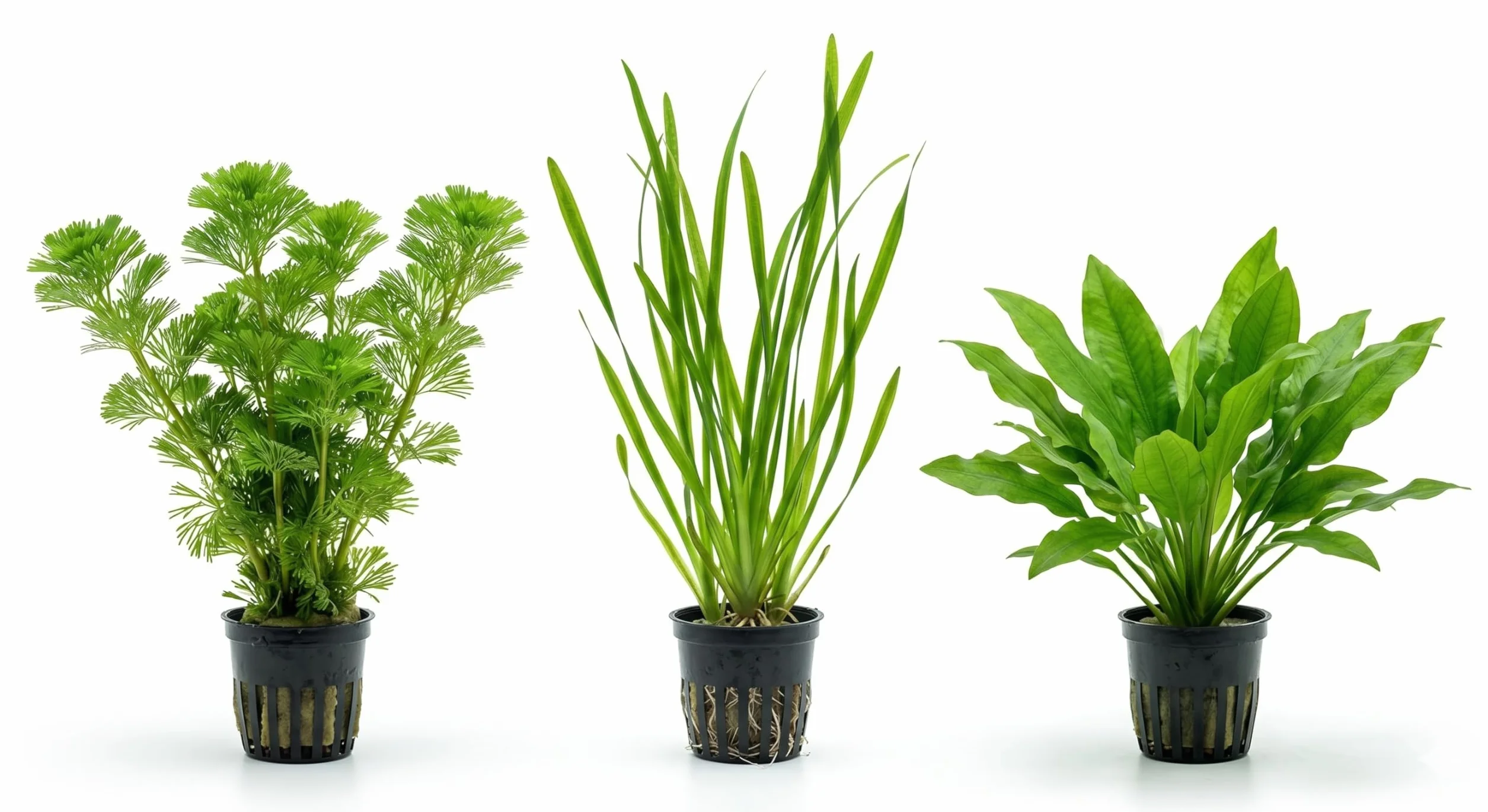 Kit Piante Vere Acquario Cabomba Vallisneria Cryptocoryne green - Piante Vive per Pesci d'Acqua Dolce