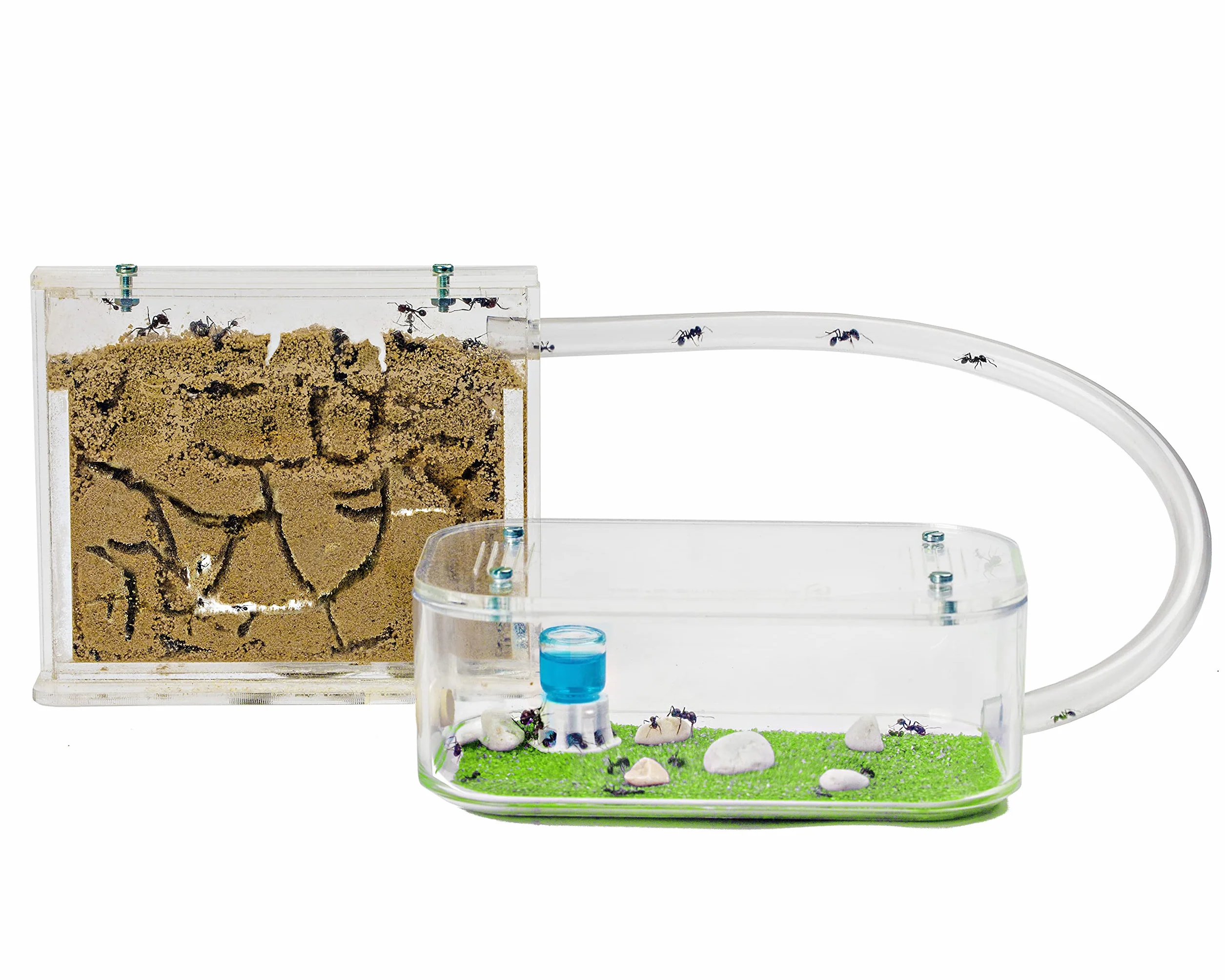 AntHouse - Formicaio Naturale di Sabbia | Kit Base (Sandwich + Cassa di Foraggiamento) | Formiche Incluse