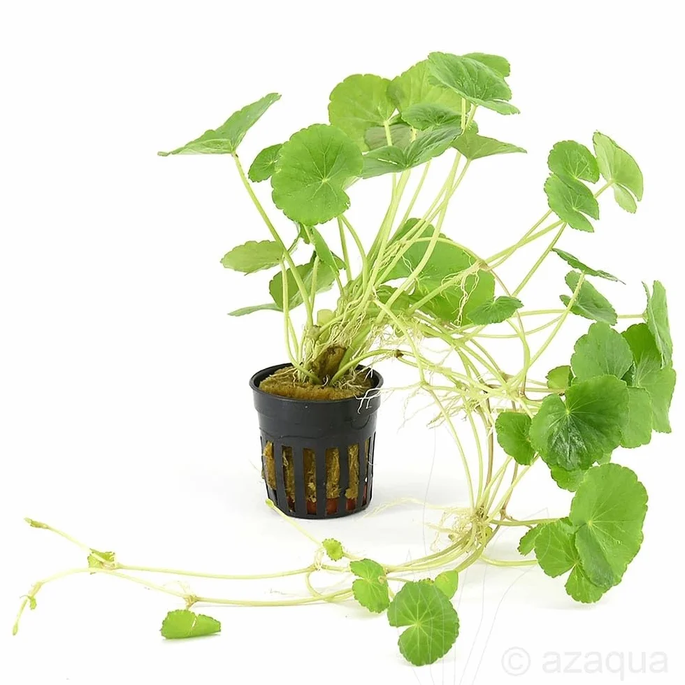 Hydrocotyle leucocephala Pianta Viva per Acquario Crescita Rapida