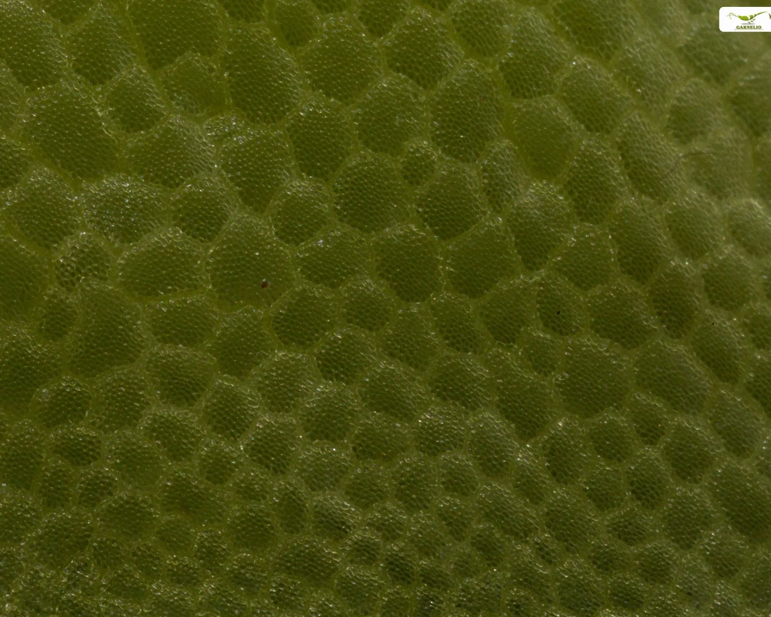Acquario e stagno Pianta galleggiante - Morso di rana - Limnobium laevigatum - Garnelio Portion