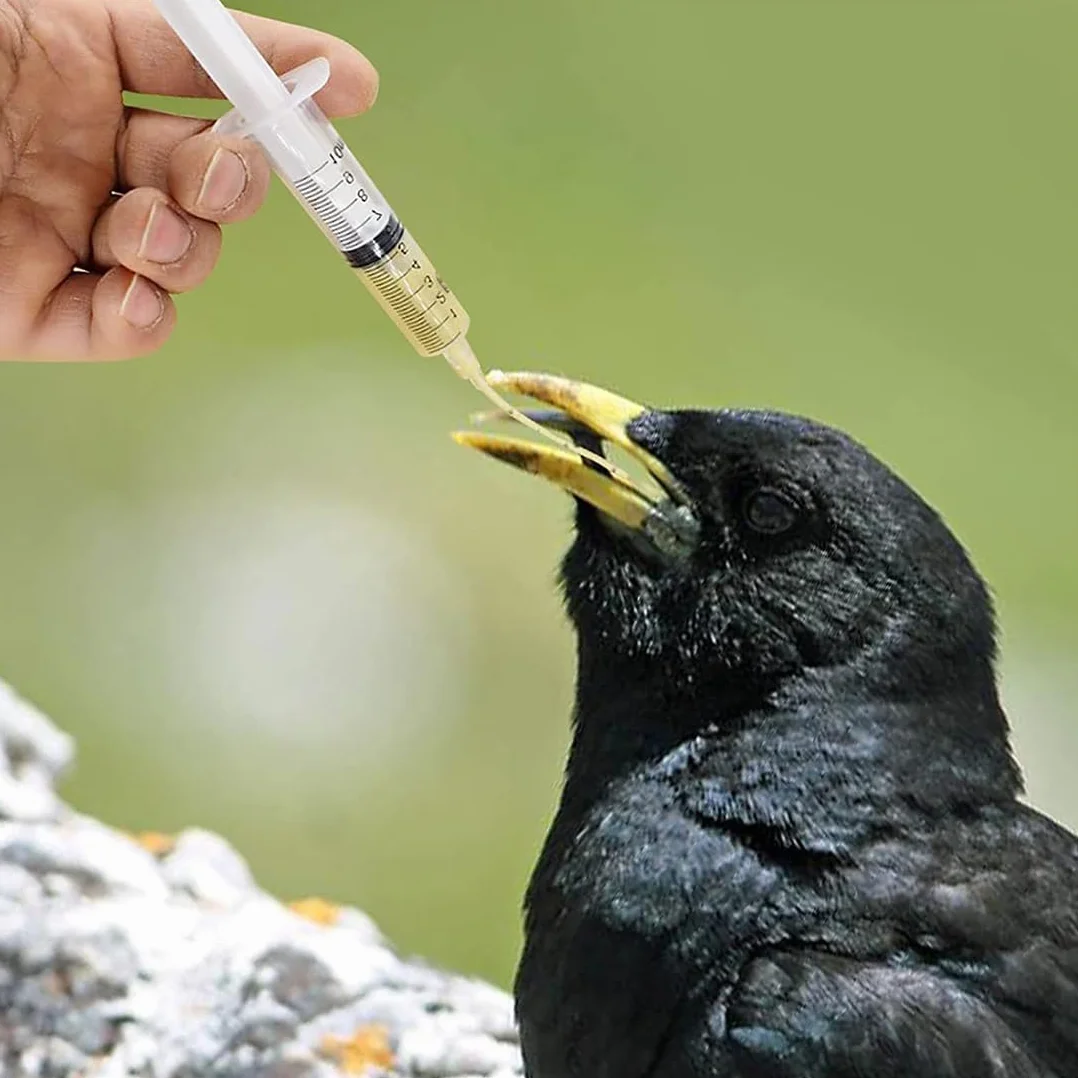 WUSJCOF 6 Pezzi Strumento per Alimentazione Manuale, Alimentatore per Pappagalli e Pulli, Tubo per Veloce, Siringhe per Uccelli Domestici Giovani,Contiene 1 tubo da iniezione da 10 ml