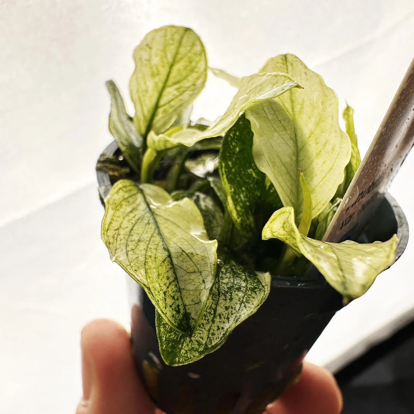 Anubias Nana Pinto - pianta rara per acquari