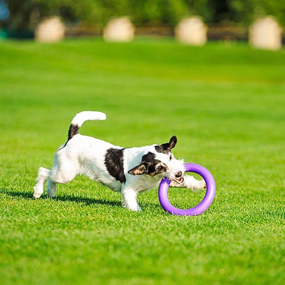 Ferplast Gioco Cane, Anello Addestramento Cani da Masticare, per Corsa, Salto, Tiro, Materiale Robusto Atossico, Galleggiante, PULLER MIDI, Giochi per Cane Piccolo e Medio, Set di 2 Anelli Fitness