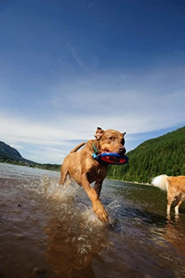 Chuckit! Zipflight - Anello anfibio volante per cani, 15,2 cm, piccolo, confezione da 2