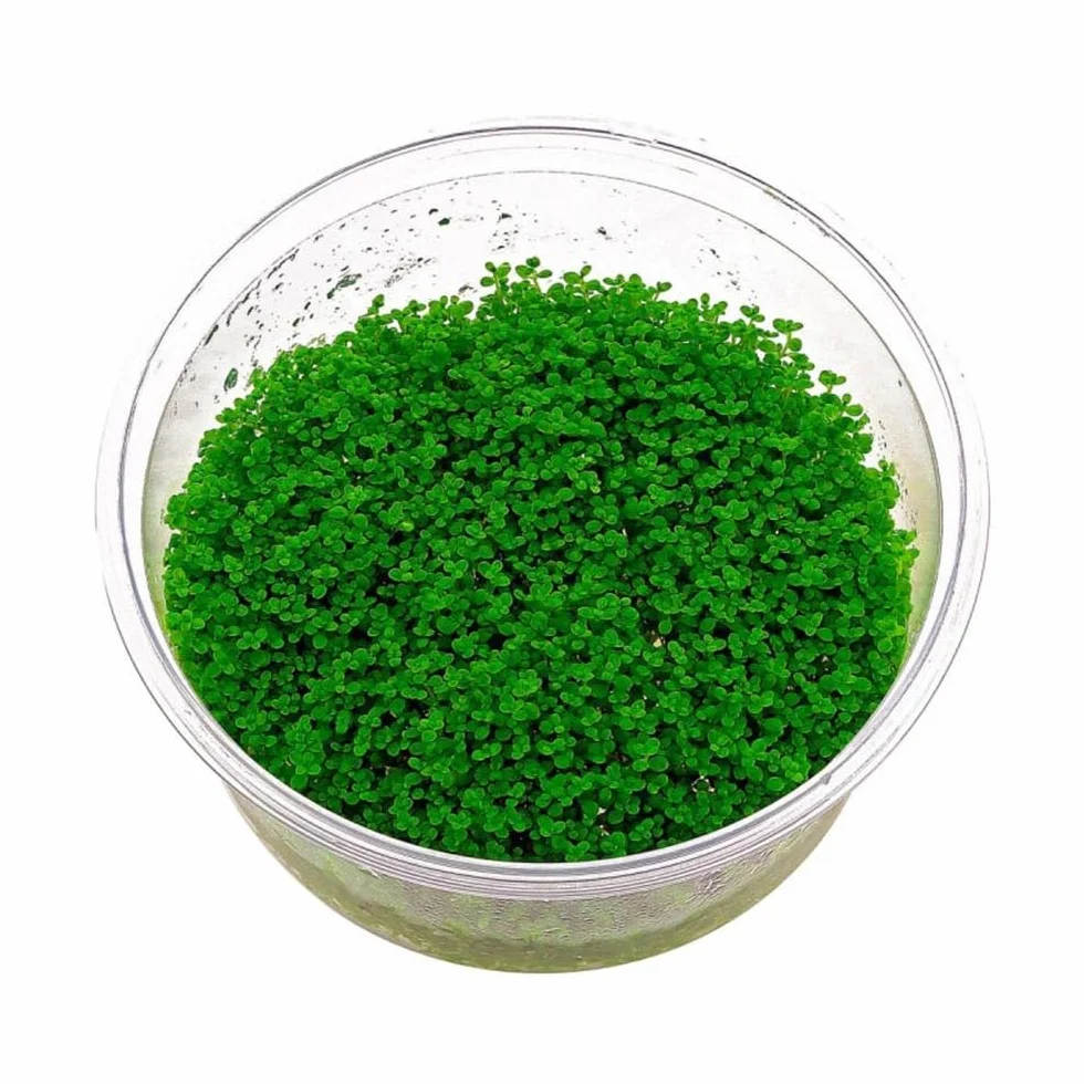 Hemianthus callitrichoides Cuba in Vitro Pianta Tappezzante Acquario Dolce