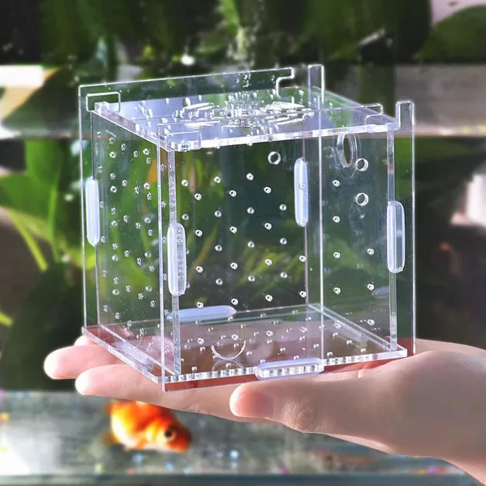 Scatola Isolante in Acrilico, Acquario Serbatoio di Pesci Incubatore, con 1 Ventosa, per Gamberetti, Pesci Pagliaccio, 10x10x10CM