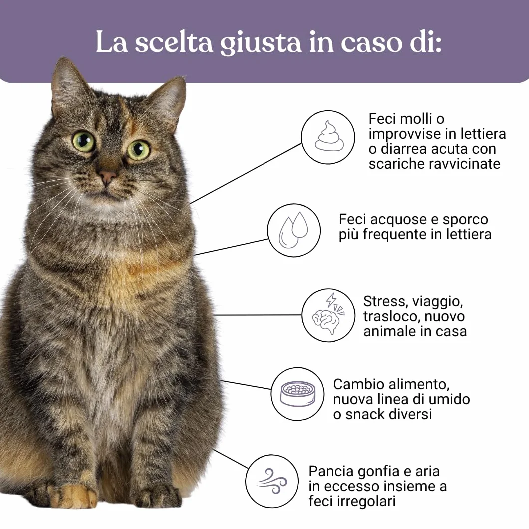 Miào Stop Diarrea Gatto Pasta – Supporto Intestinale per Diarrea Acuta, Feci più Solide, Reintegro Elettroliti e Liquidi, Pancia Gonfia, Facile Somministrazione