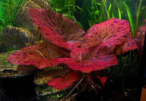 Ninfee Rubra Rossa Fiore di Loto Pianta Viva per Acquario Tropicale