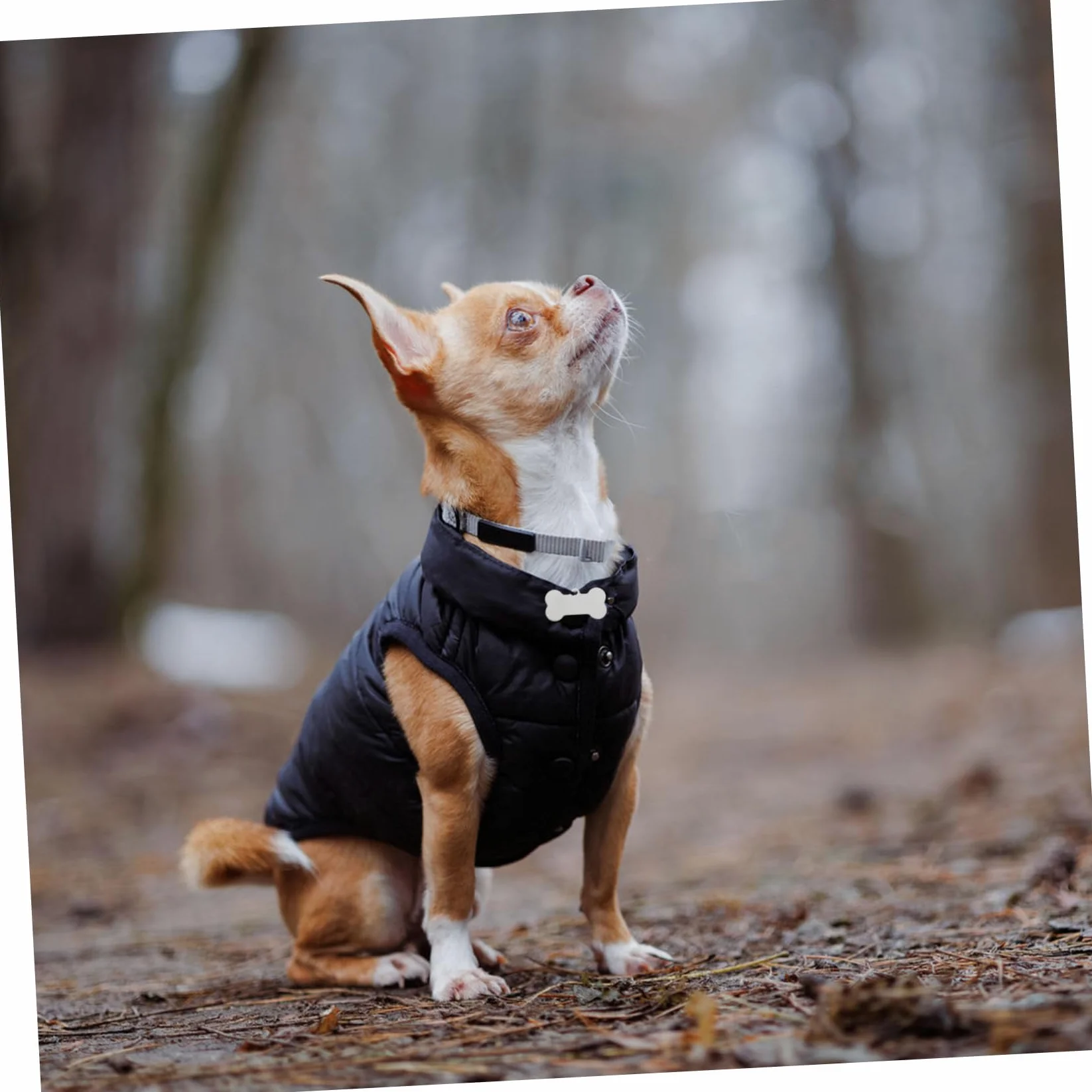 25pezzi Targhette Identificative Per Animali in Acciaio Inossidabile Forma Di Osso Incisibili Resistenti Per Cani e Gatti Marcatori Per Nomi