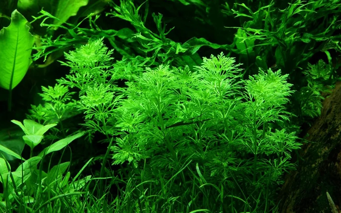 Limnophila Sessiliflora - 1 mazzo - Piante vive per acquario