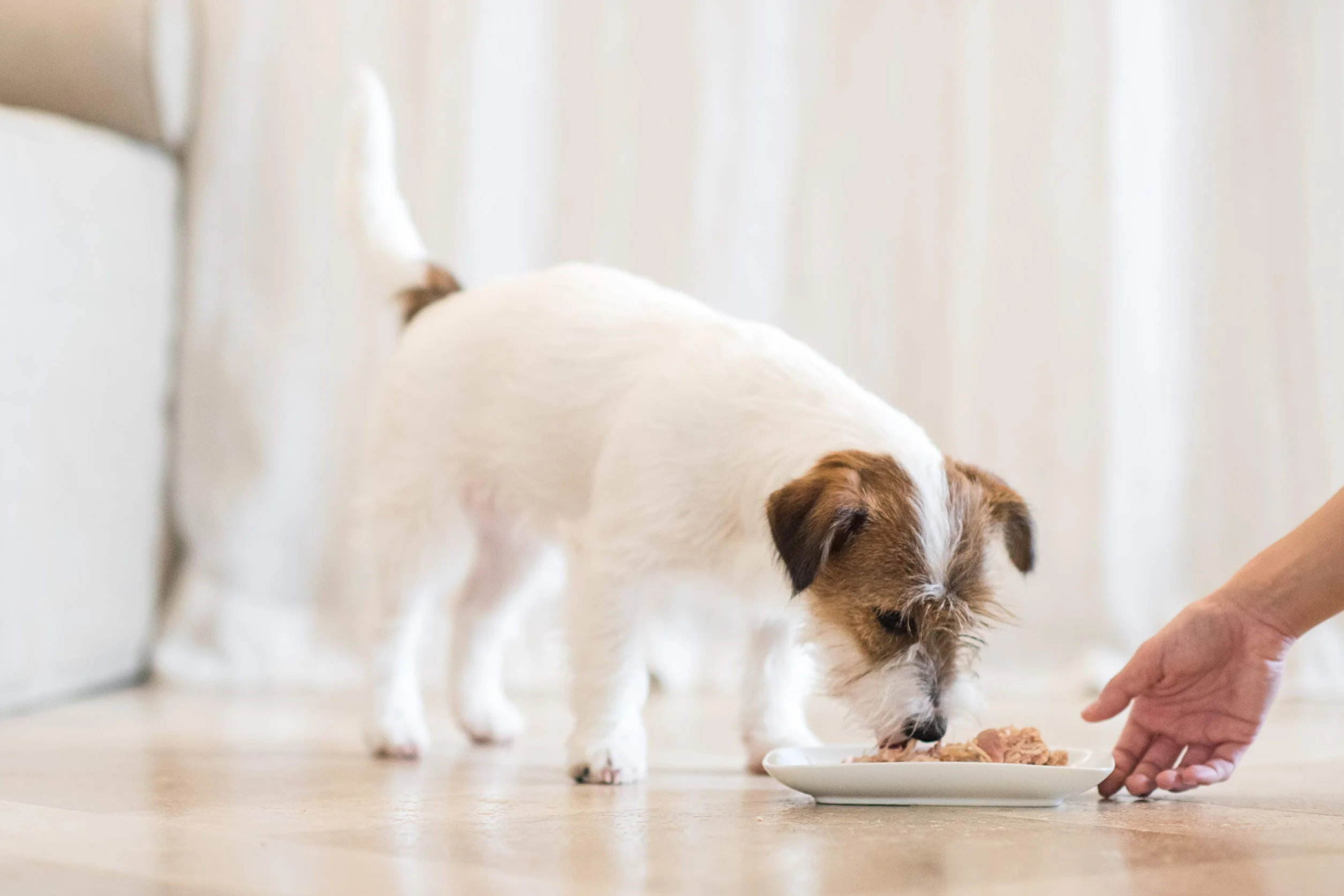 Schesir, Cibo Umido per Cani Adulti al Gusto Pollo con Carote, Filetti in Morbida Gelatina - Totale 4,56 Kg (16 Lattine da 285G)