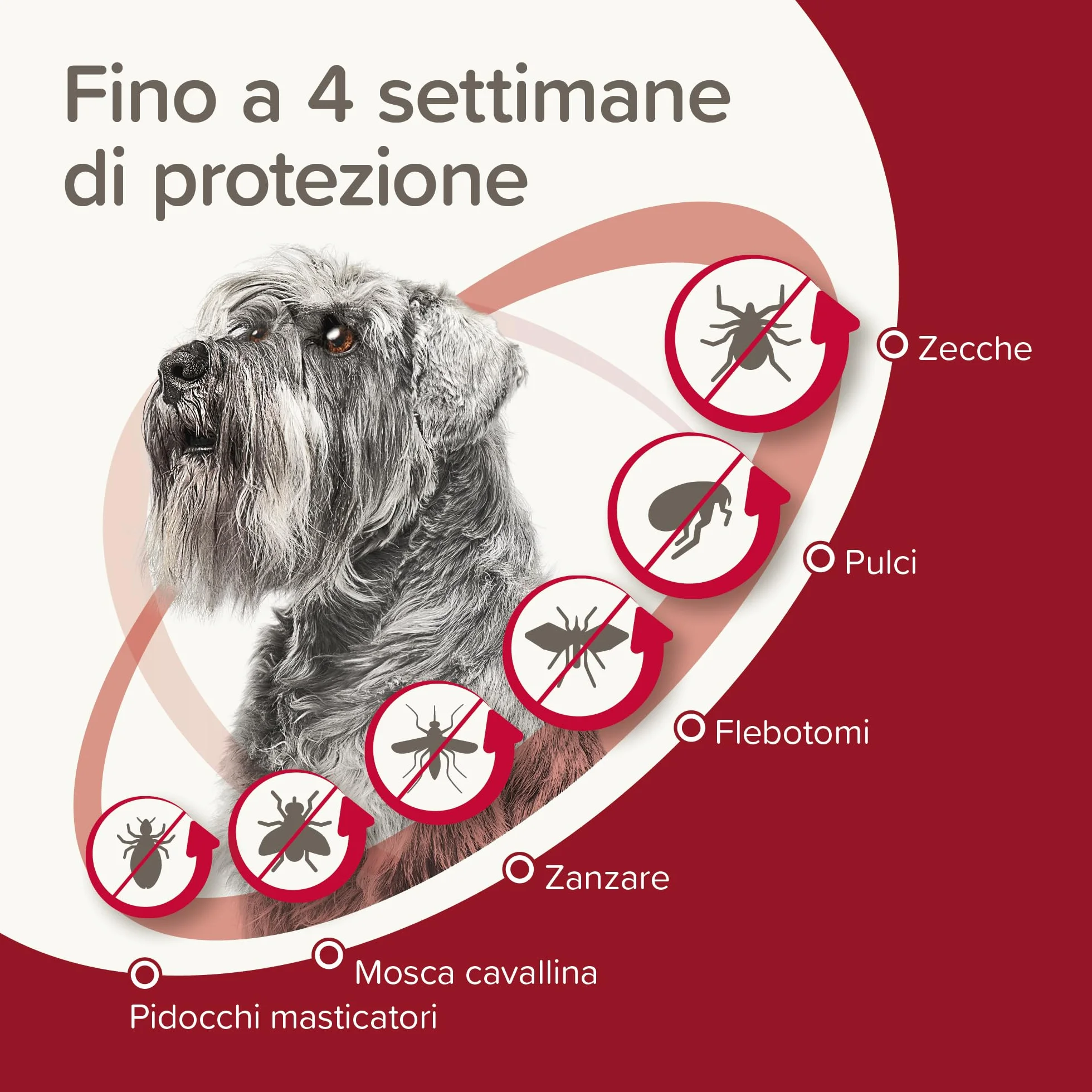 Beaphar ProtecTix Cane, Antiparassitario Spot-On per Cane Piccolo (4-10 Kg), Riduce il Rischio di Leishmaniosi, Contro Zecche, Pulci e Pidocchi, Confezione 4 Pipette da 1 ml