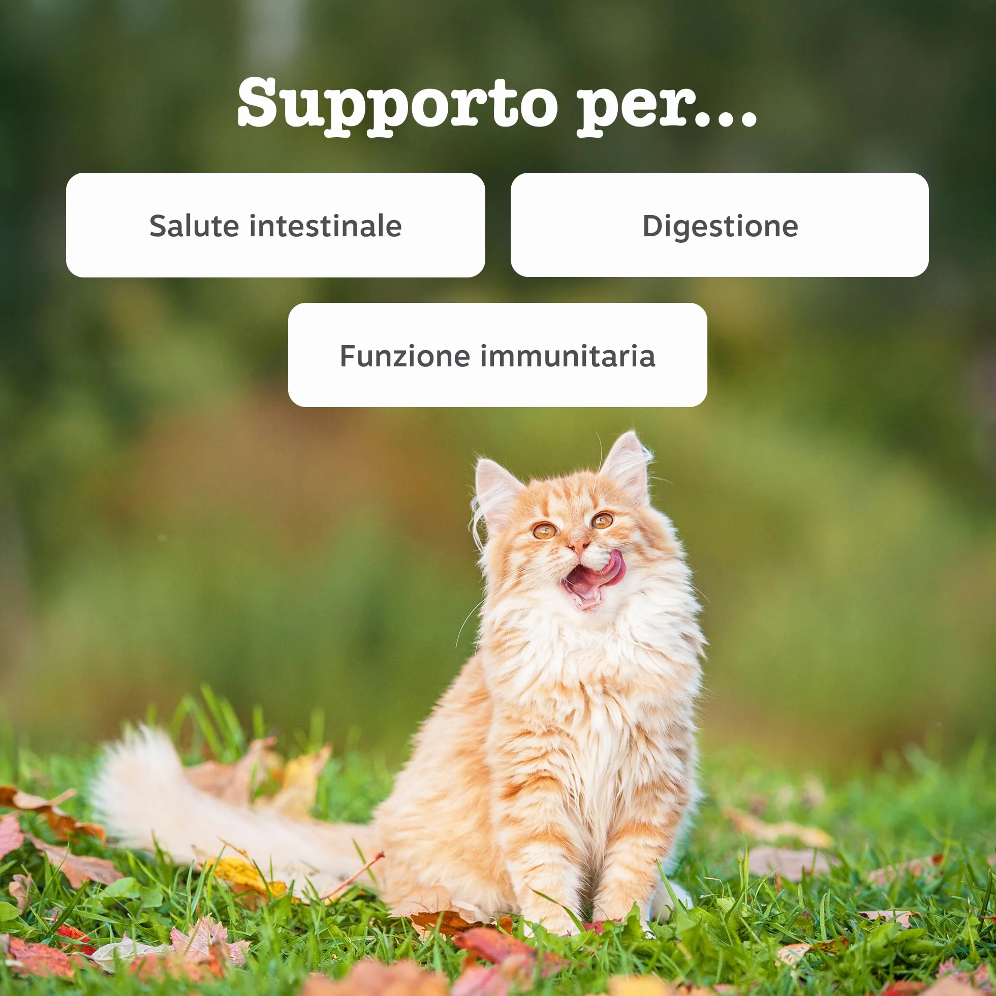 Zesty Paws Digestion & Prebiotic Paste - Digestione - per Gatti – Supporta Salute Intestinale e Sistema Immunitario – con Postbiotici, Inulina, Olio Algale e Vitamine C ed E – Gusto Pesce – 75g