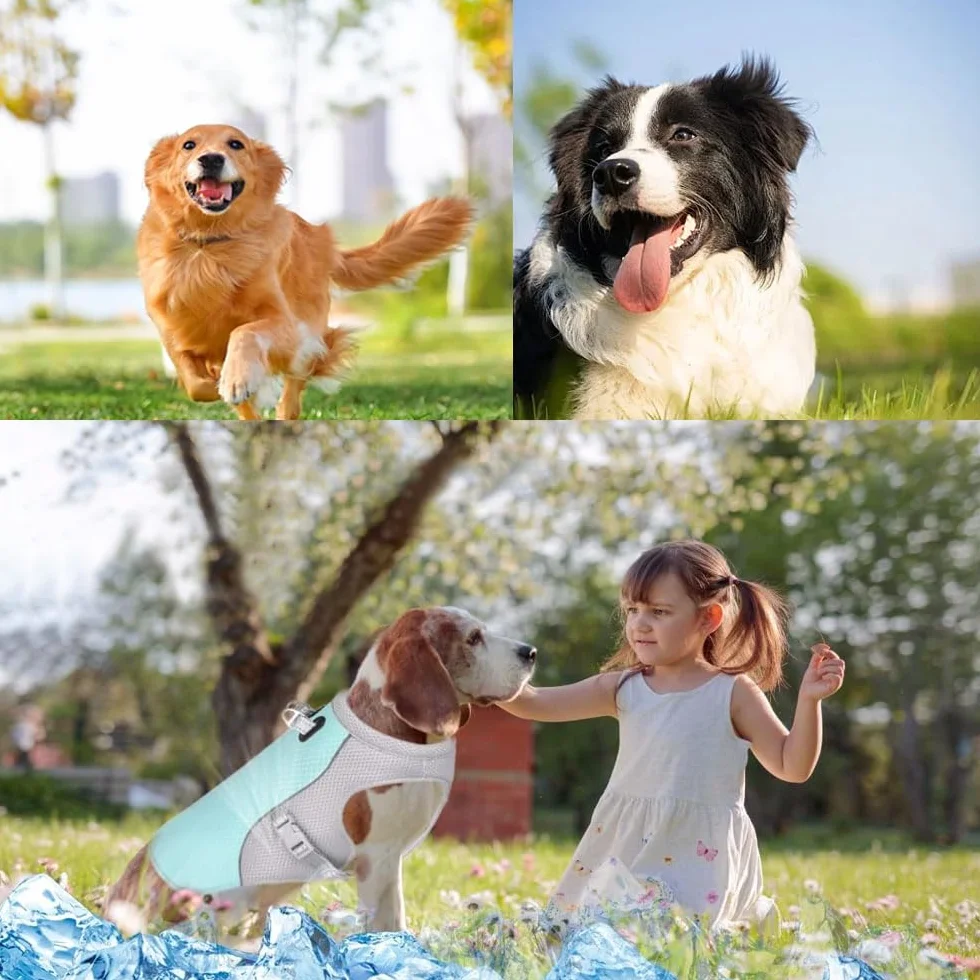 Voarge Gilet Rinfrescante per Cani, Giubbotto Leggero, Giubbotto Riflettente e Sicurezza per Cani di Piccola e Media Taglia, Protezione UV, Taglia S