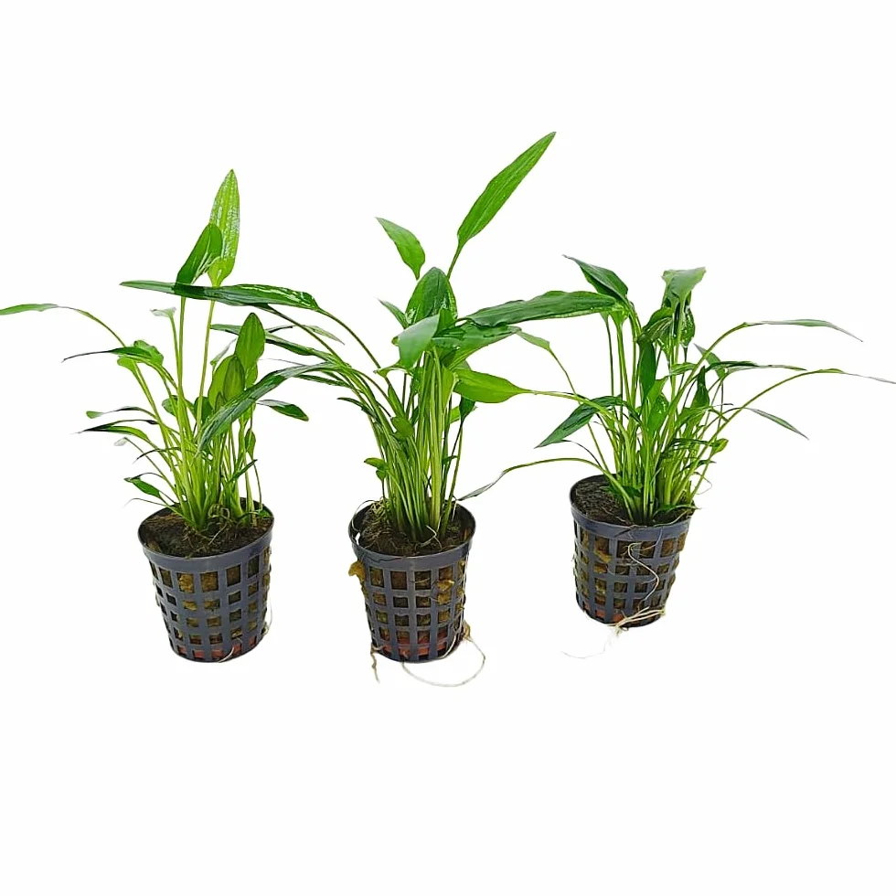 Tris Cryptocoryne “Nevellii” – Piantine Acquatiche Tappezzanti | Ideali per Neofiti ed Acquari Naturali