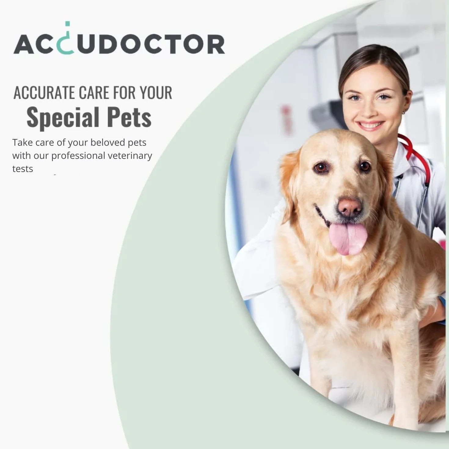 2 Accudoctor Test Gatti Herpesvirus felino FHV + Calicivirus felino CVF Veterinario per Animali Domestici felini rapido Kit Influenza Felina rapido Strisce Influenza Gatto Kit fiv felv Gatto Esame