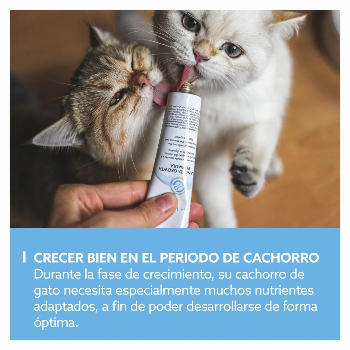 GimCat EXPERT LINE Kitten Pasta, Snack per gatti funzionale che migliora lo sviluppo dei gattini, 1 tubetto, 1 x 50 g