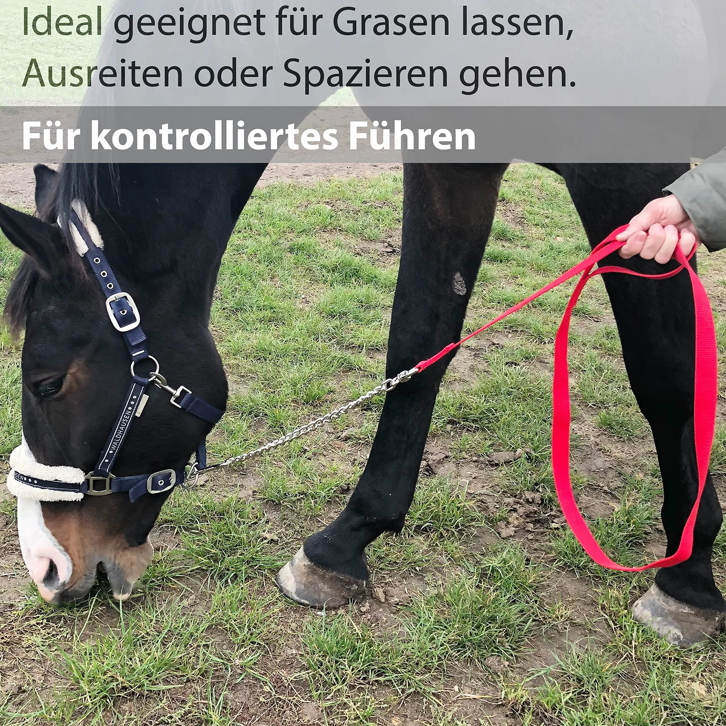 Catena di guida per cavalli | guida sicura con catena di ferro e manico in nylon | Guinzaglio adatto per stalloni cani pony asini | Lunghezza 2,10 m (rosso)
