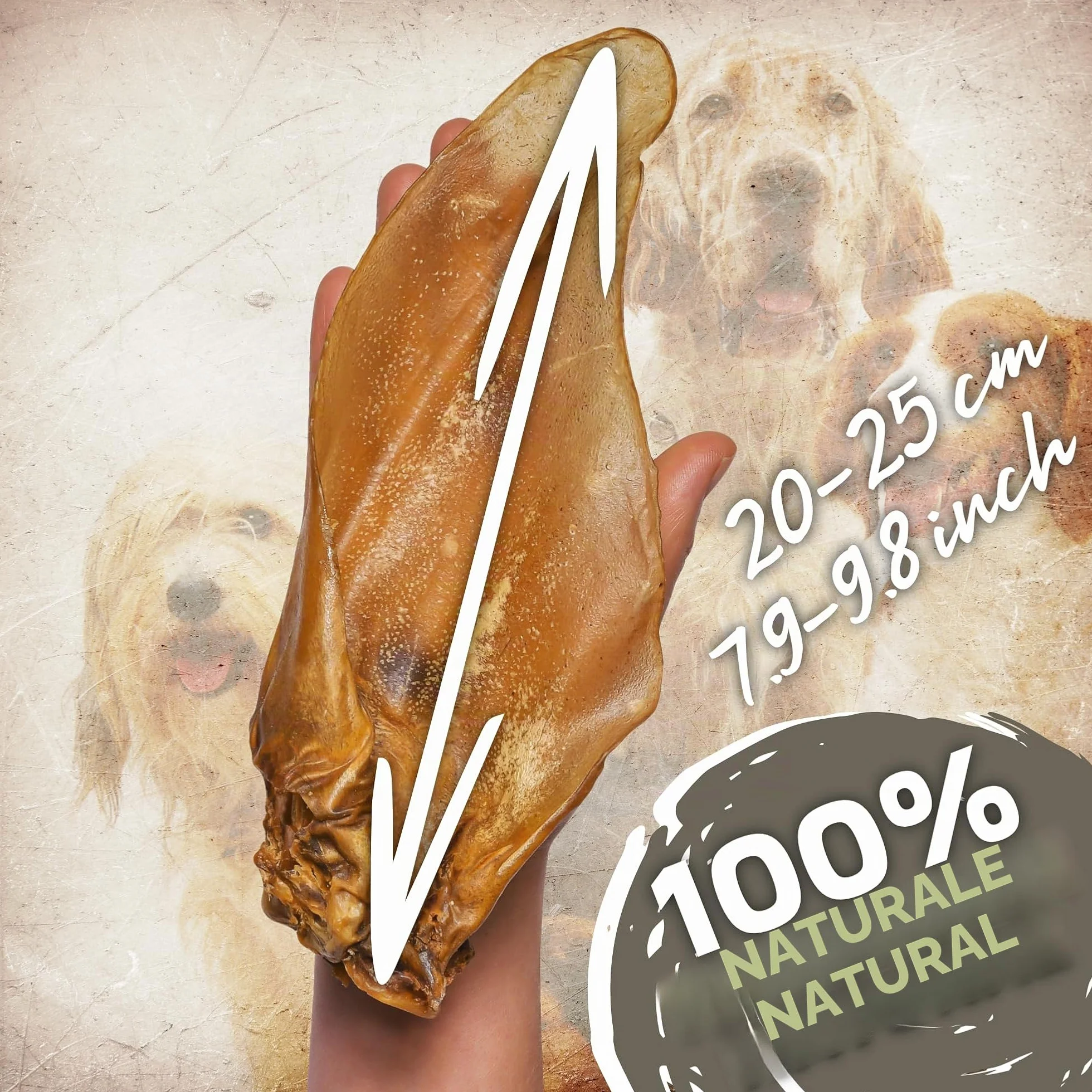 Orecchie di manzo naturali con conchiglie per cani, 10 pezzi (700 g) | Snack naturale indiano al 100% di manzo | Lungo piacere di masticazione e cura dei denti | Senza additivi
