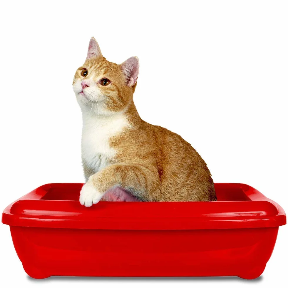 Simple Solution Eliminatore di odori per lettiere per Gatti con Pulizia enzimatica, 500 ml