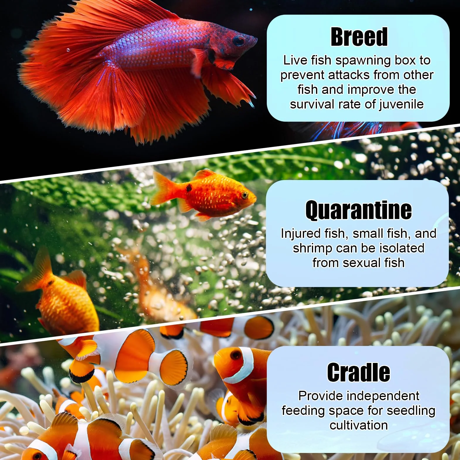 Scatola per l'allevamento di Pesci in Acrilico con Ventose, Isolatore per Acquario Ideale per Acclimatazione Pesci e Gamberetti, Box per Incubazione di Avannotti e Protezione Pesci Piccoli