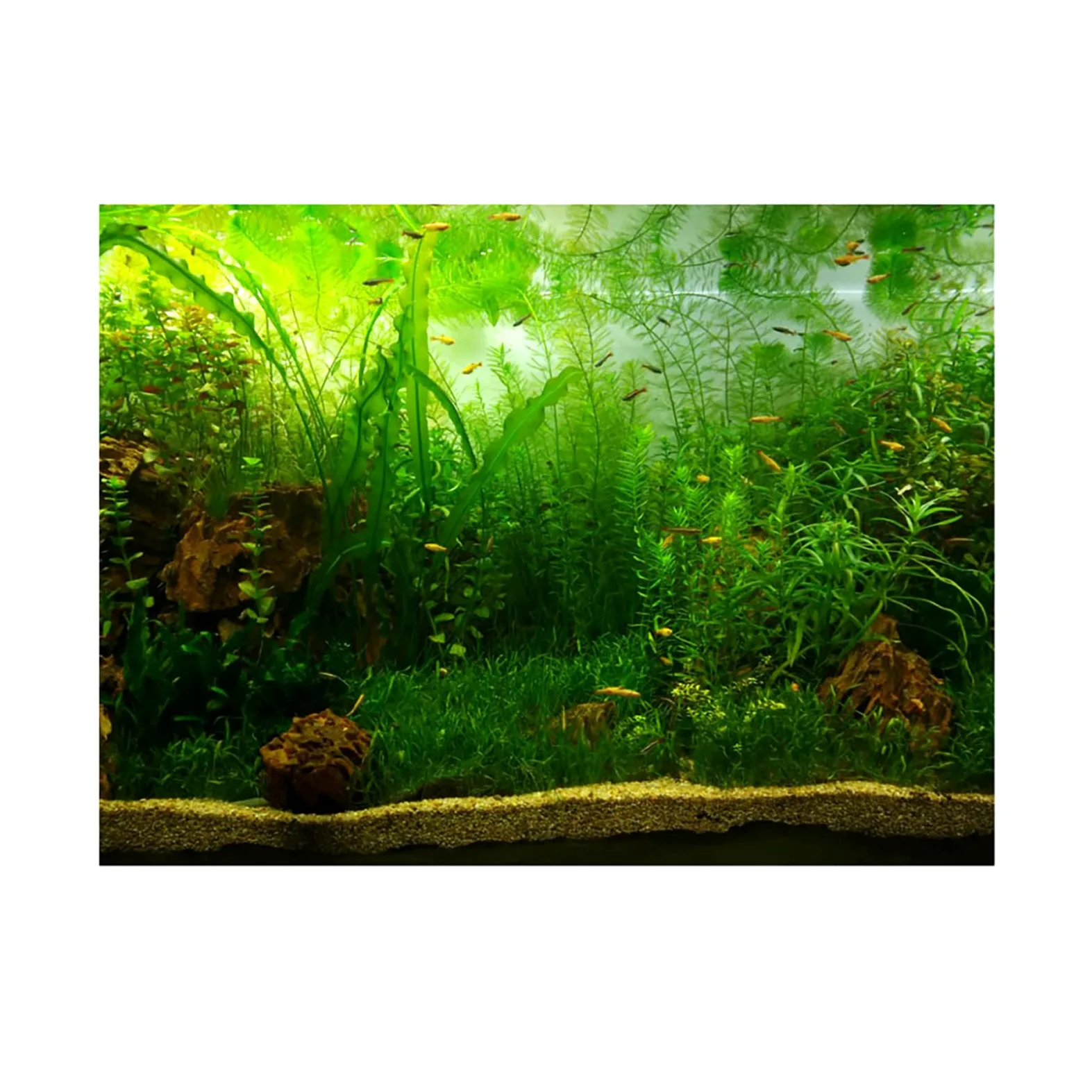 Poster per Acquario in Stile Erba d'Acqua, Resistente Carta Decorativa Impermeabile per la Decorazione Dell'acquario, in PVC Autoadesivo (Pvc9)