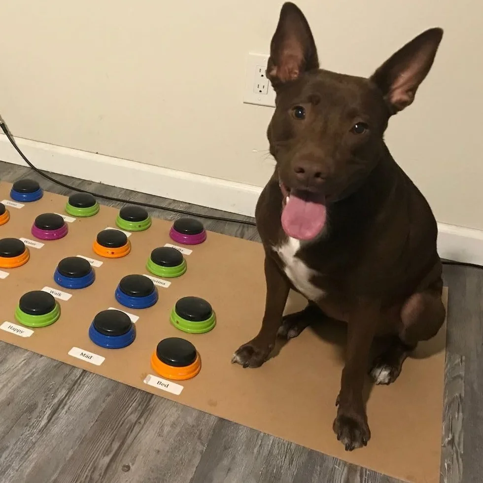 Hunger for Words Set di Avviamento Talking Pet, Pulsanti registrabili per Cani, Pulsanti per Cani parlanti, Insegna al Tuo Cane a Parlare