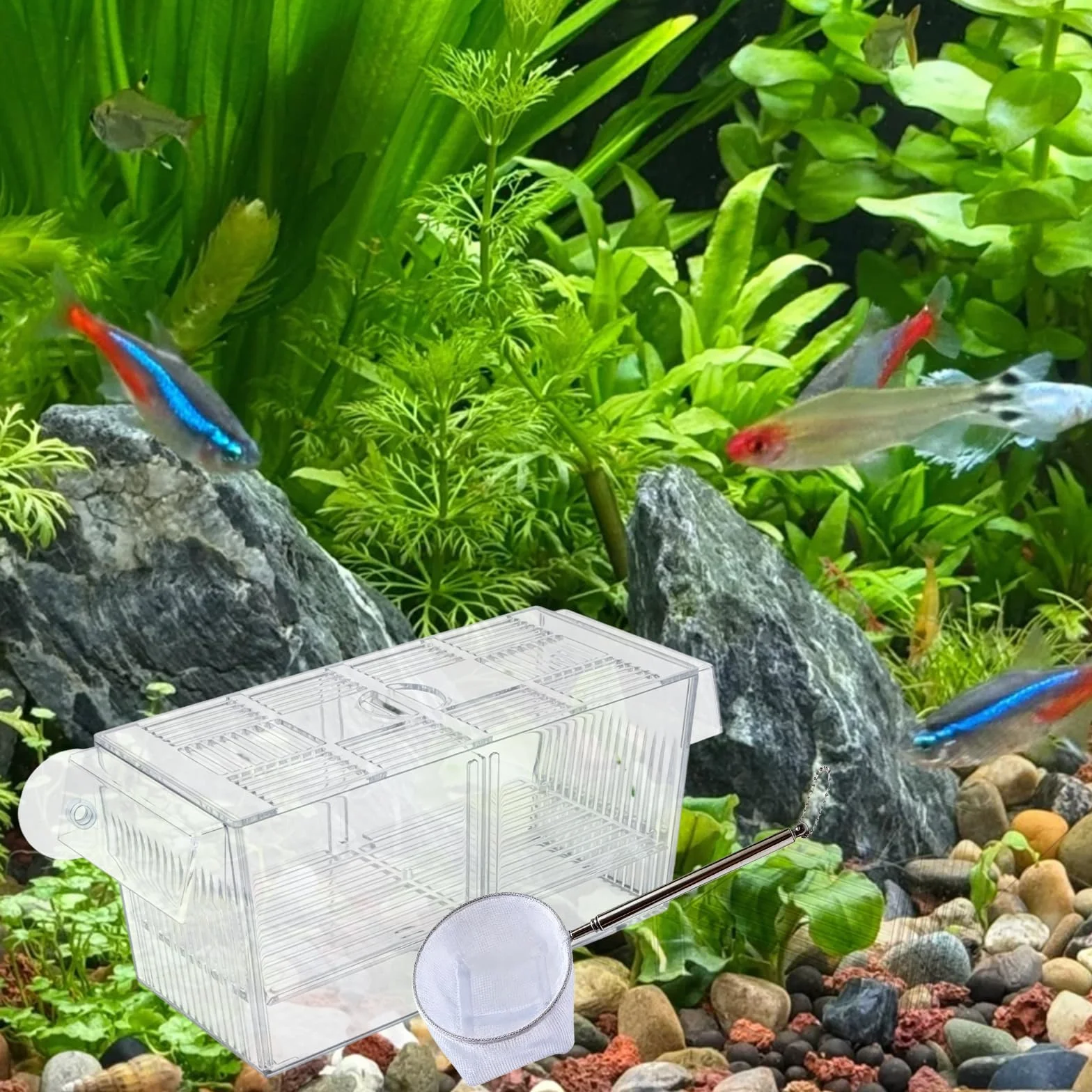 Cassetta di scarico per acquario, grande per acquario, con rete di tenuta per pesce, serbatoio di allevamento acrilico per acquari, design a due camere, per pescatori di bambini, gamberetti