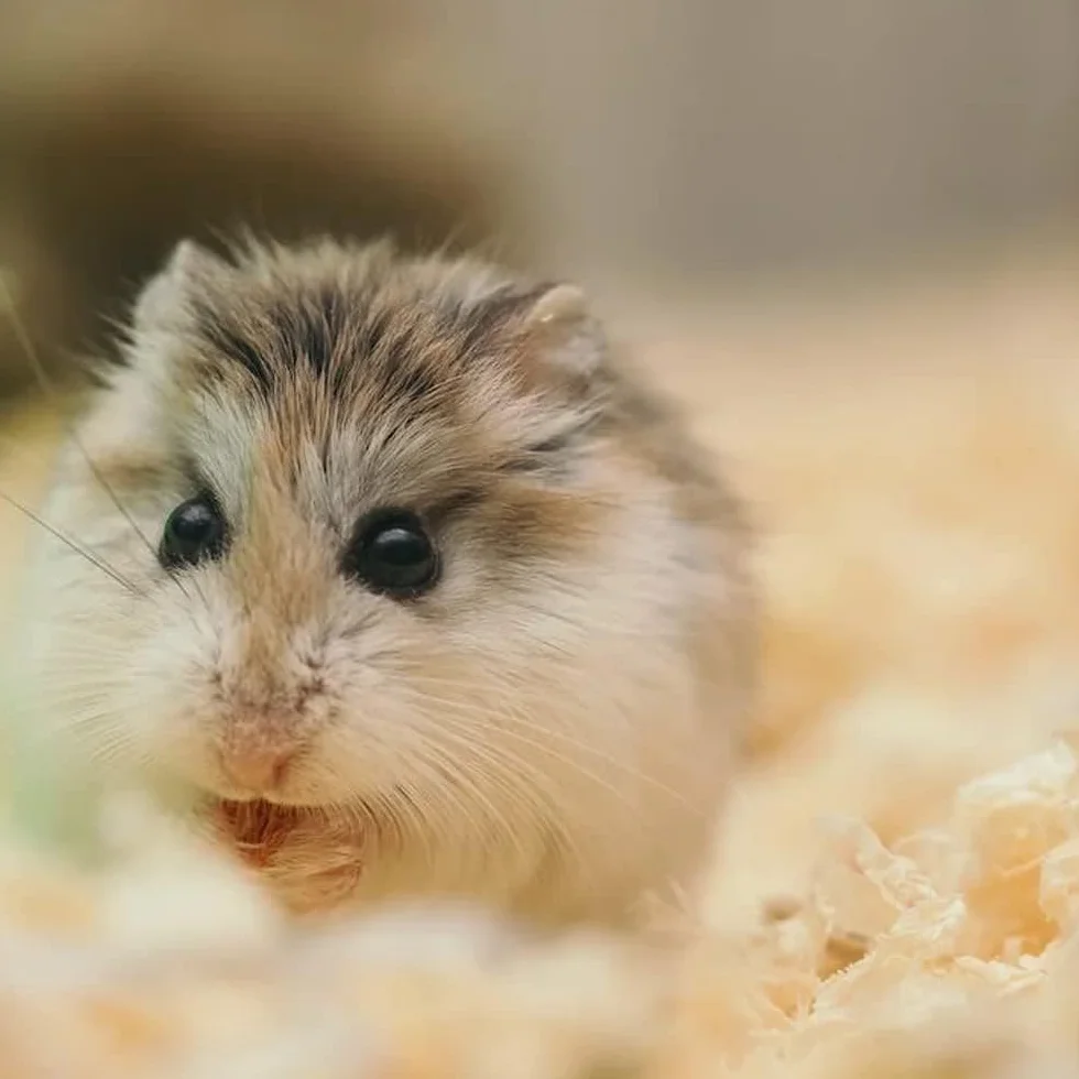 GNCGarden Palla per roditore grande 18 cm | Palla per roditore | Giocattolo per animali domestici | Giocattolo interattivo per criceto trasparente - Esercizi per animali