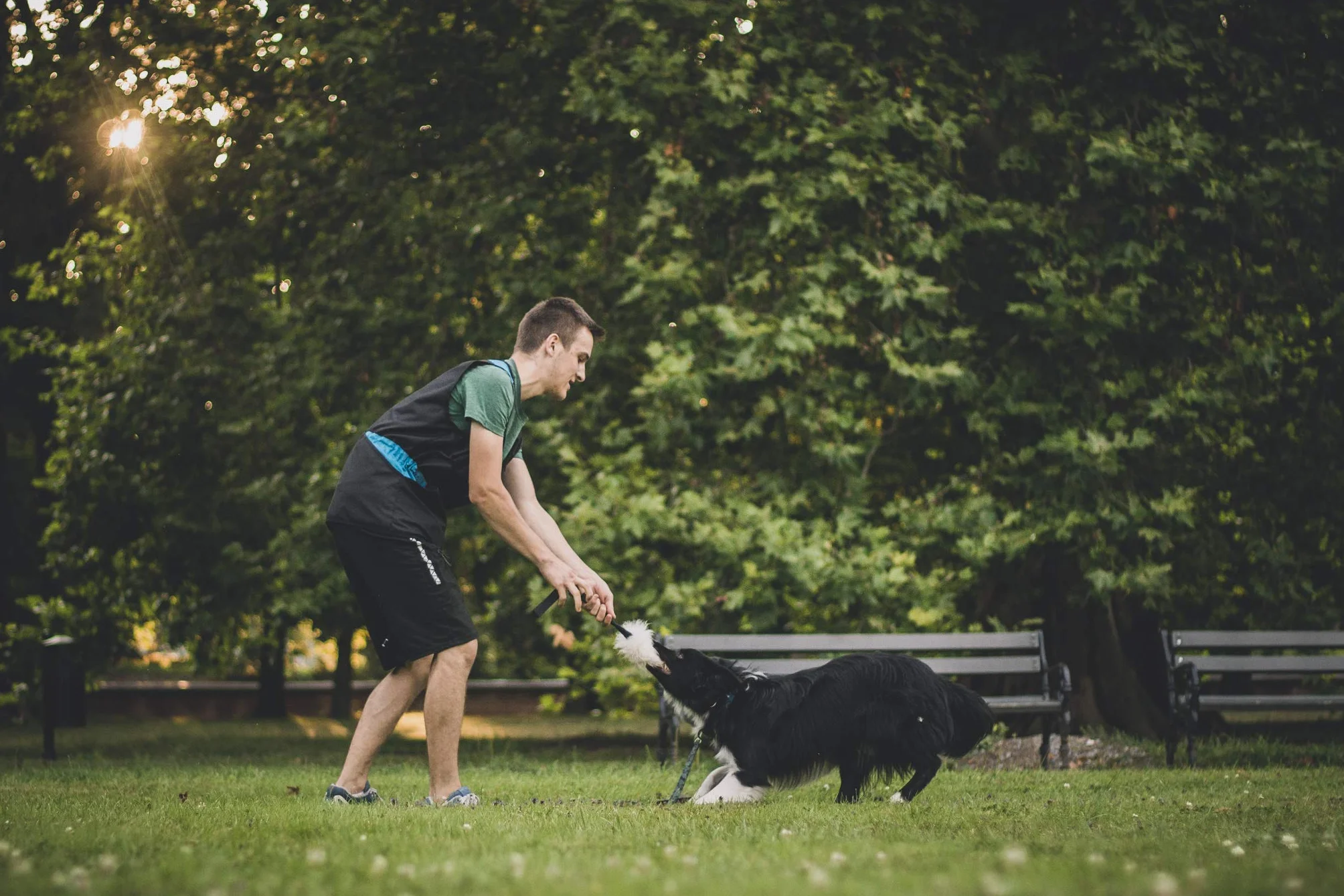 Dingo 15581 - Giocattolo per cani, in pelle di pecora con elastico verde, motivazione agilità, per allenamento e divertimento