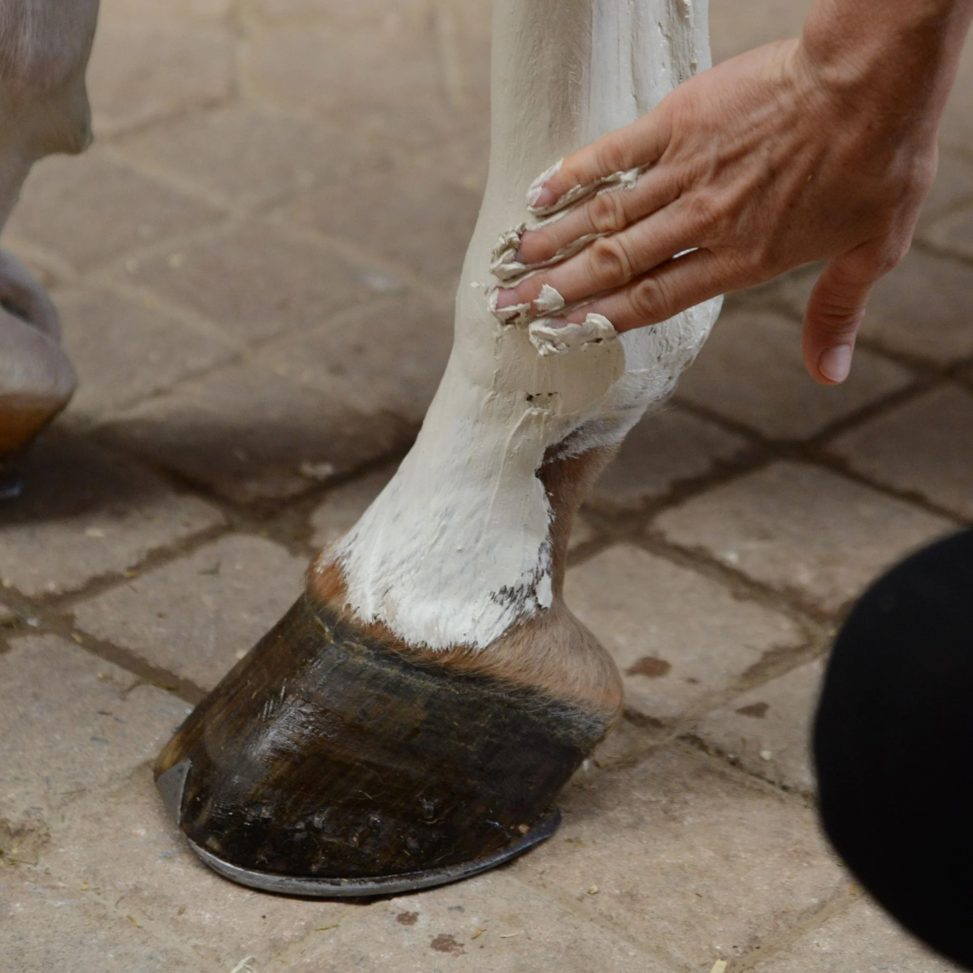 Veredus, Cretata per cavallo Cool Clay, una confezione di cretata con Sali del mar morto e arnica - formato da 2500gr