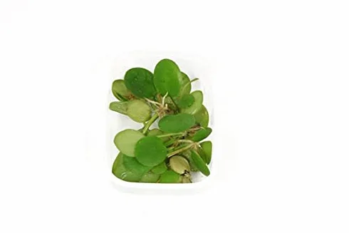 Morso di rana sudamericano - Limnobium laevigatum - Tropica InVitro