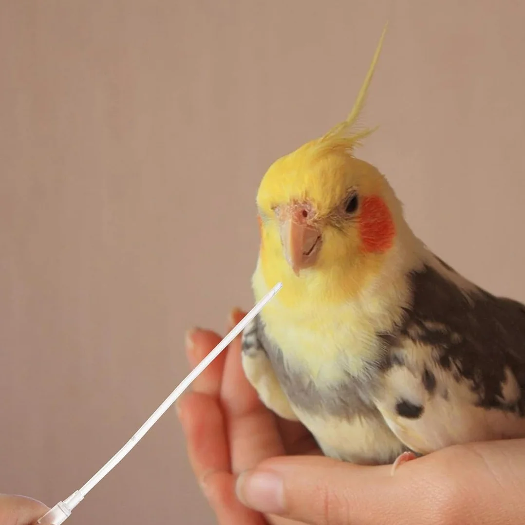 10 Pz Alimentatore Pappagalli, Inclusa 1 Siringa da 10 ml, Uccelli Alimentazione Tubi Veloce Alimentazione Tubo per Bambino Pet Uccelli