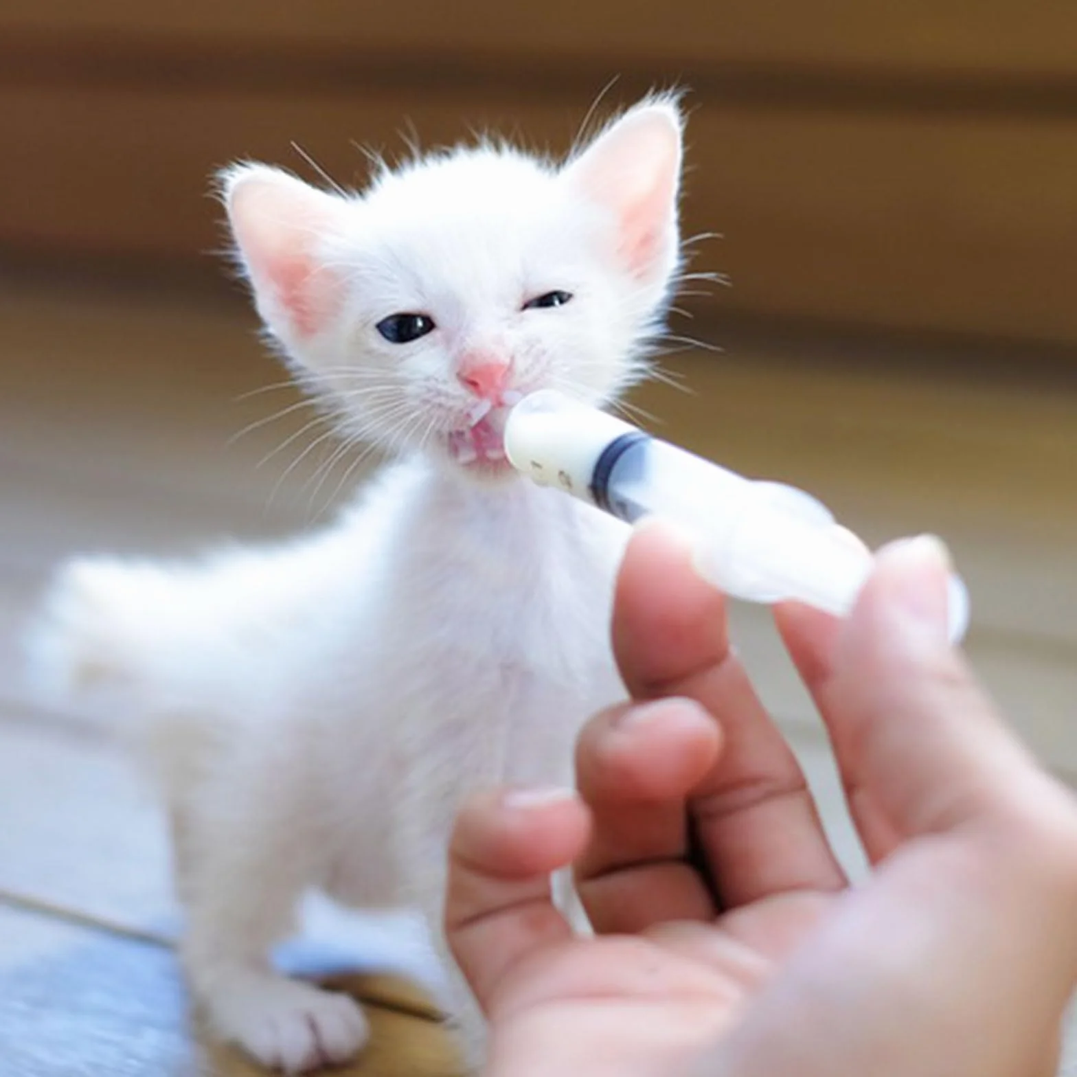Spruzzatore di alimentazione per uccelli, 1 pezzo, con 20 tubi, sterile per animali domestici, per piccoli animali, gattini, cuccioli, Scientific Industrial Labs (B)