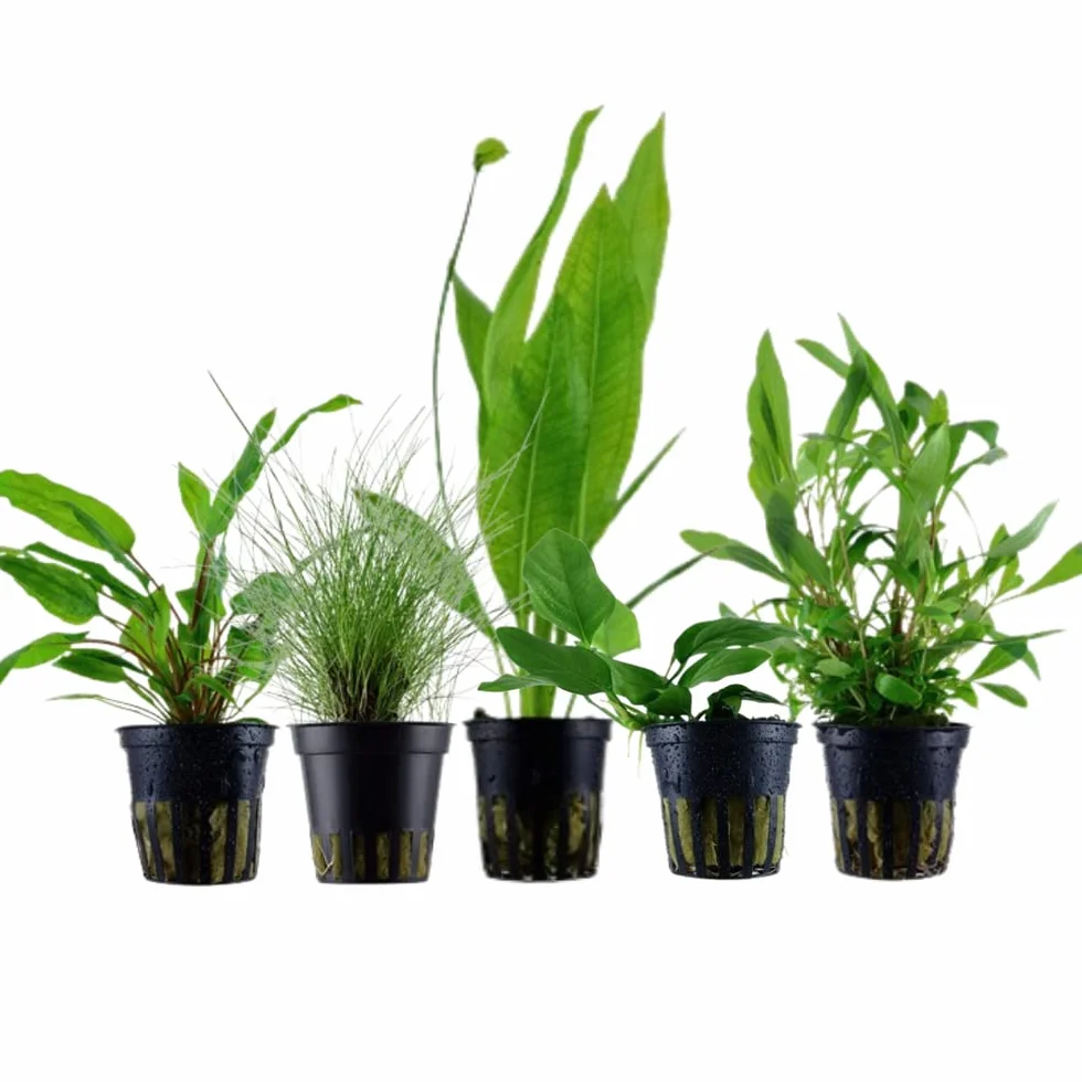 AquaOne Set di 5 piante acquatiche per acquario, piante acquatiche per principianti, aroma: igrophila Cryptocoryne Eleocharis Anubias I set con 5 piante per acquario