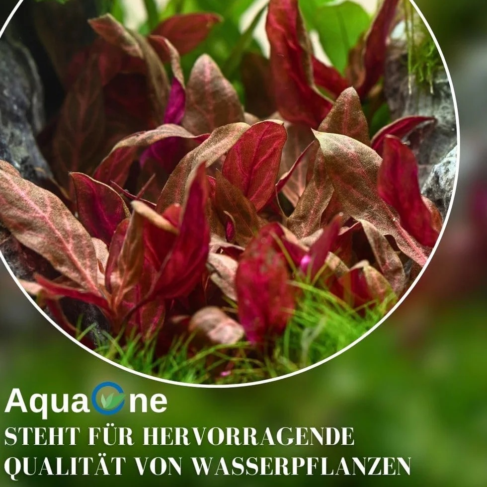 AquaOne Pianta per acquario, ceratopteris thalictroides, pianta acquatica, pianta a stelo completamente radicato, facile da pulire, decorazione Aquascaping