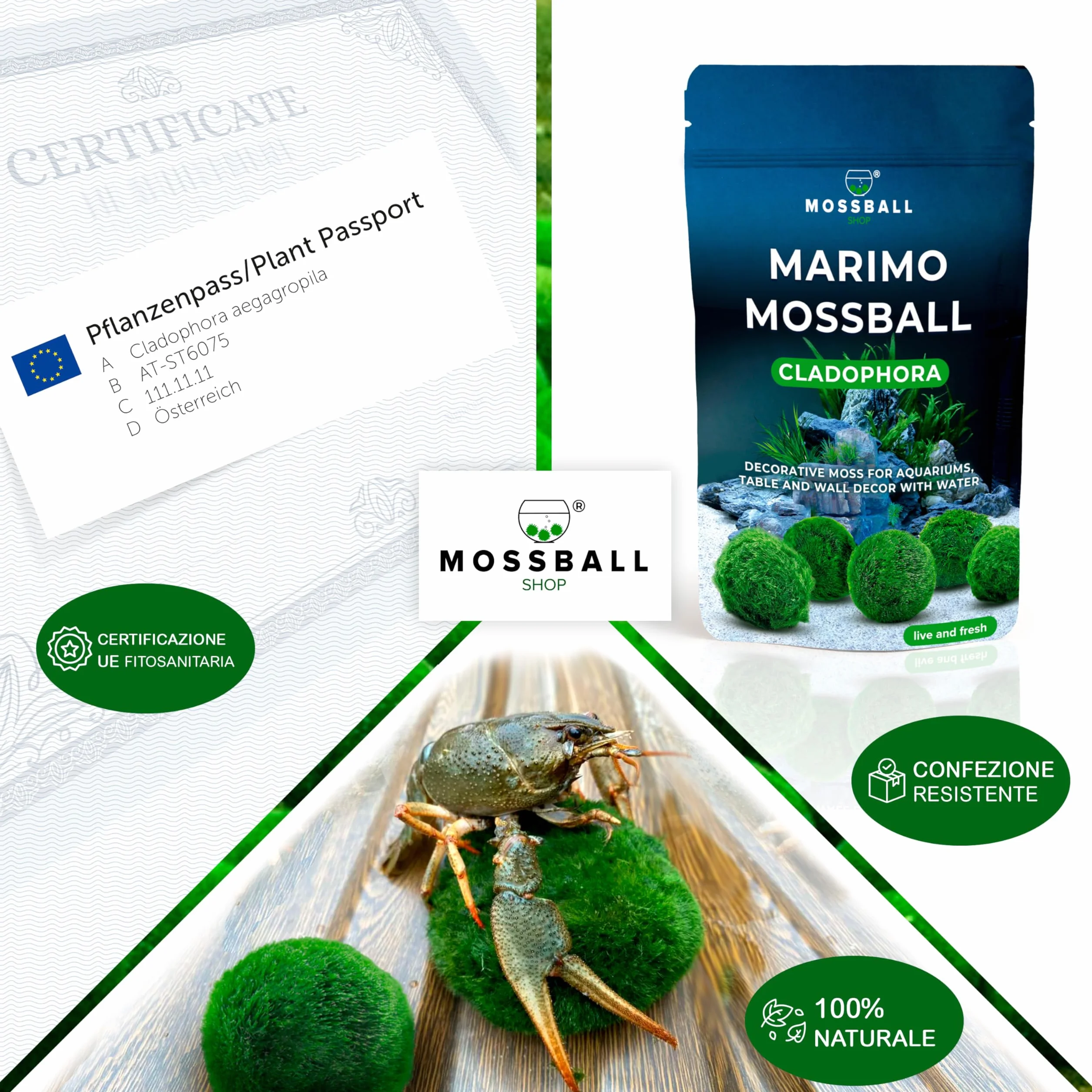 Marimo Alga Viva - 21 - Alga Palla Naturale per Acquario Piante Vere Acquario Acqua Dolce Ecosistema Autosufficiente Marimo Regalo, Moss Ball 2-4 cm per Nano e Grandi Acquari